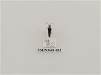 藏品(鞘翅目(1))的圖片